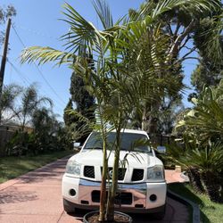 Healthy King Palm For Sale