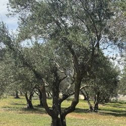 Árboles De Olivo Gigantes 