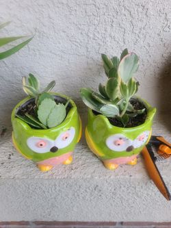 Succulent plants in owl planters