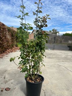 Rose live plants Paul Bocuse 5 gallons ready for 7 gallons