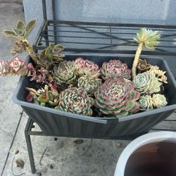 Succulents Plants In  Pot / Planter / Plantas Suculentas