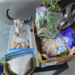 Fish Tank Supplies & Forest Moss