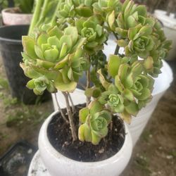 Suculent In Ceramic Pot $8