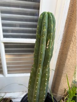 Cactus