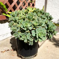 Kiwi Aeonium Succulents 🪷