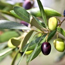 Olives Tree Fruta Lucas 1gallon 2.5 Ft Tall 
