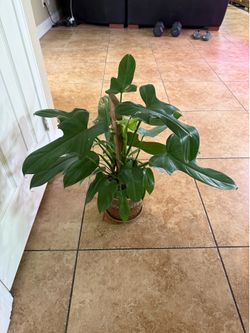 Live Philodendron Fiddle Leaf Plant with Ceramic Pot (Please read full description)