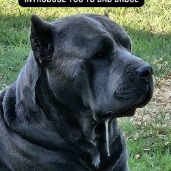 Cane CorsoLife