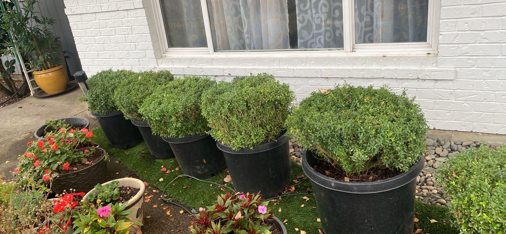 Buxus Plants