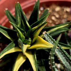 Rarw Variegated Howorthia Korean Imported Pick Up In Upland Or Ship To You 