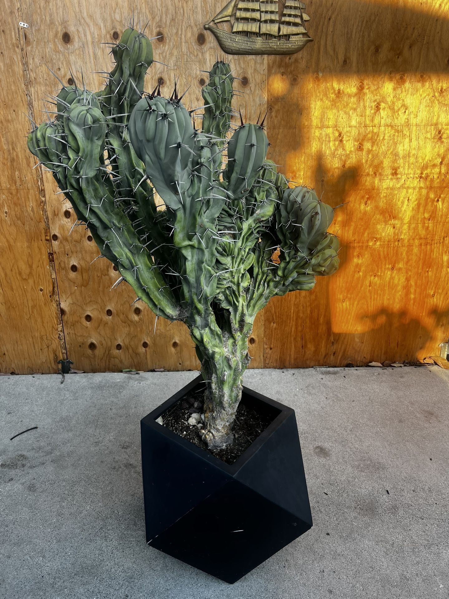 Cereus Peruvianus Monstrose/Monstrose Apple Cactus