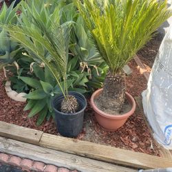 Yucca decipiens (Palma China)