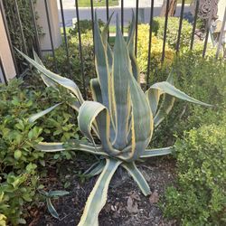 Large Drought Free Plant 