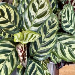 Calathea Peacock 🦚 Indoor Plants