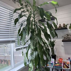 Corn tree