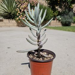 Cotyledon White Sprite