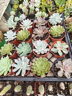 Succulents in 4" Pots
