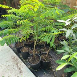 Flamboyanes  1, 1/2 Gallones 