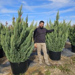 💥💥💥Beautiful 30g BluepointJunipers, 4.5-5.5ft. Free delivery in DFW With Purchase Of 2 Or More