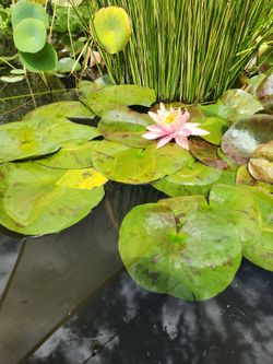 Water Lily