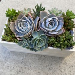 Miniature Succulent Boxes Made Upon Order