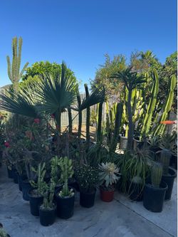 Wide variety of cactus and succulents plants