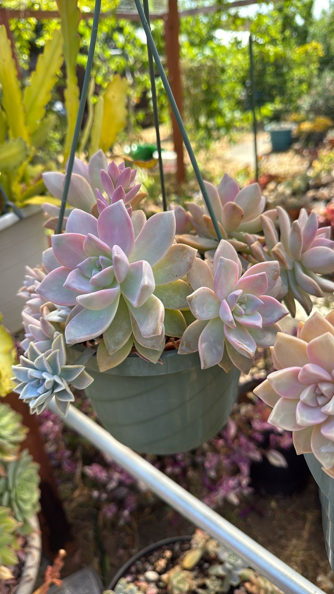 Ghost Succulent Plant 8” Hanging Pot 