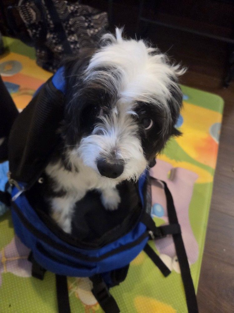 Dog and cat backpack carrier