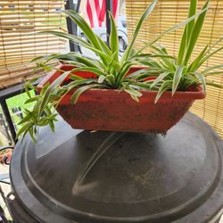 Spider Plant