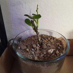 $5 Plants For Sale!