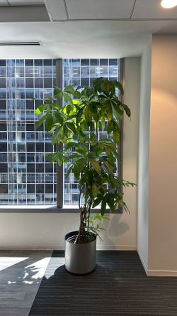 Money tree