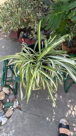 Spider plant 1 gallon size plastic pot