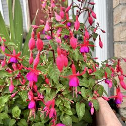 Fuchsia 