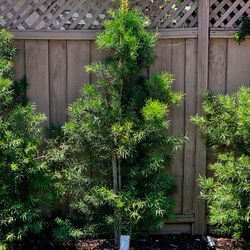Japanese Yew / Fern Pine Privacy Trees (Podocarpus) – recently planted..Around 40 Trees Available 🌿