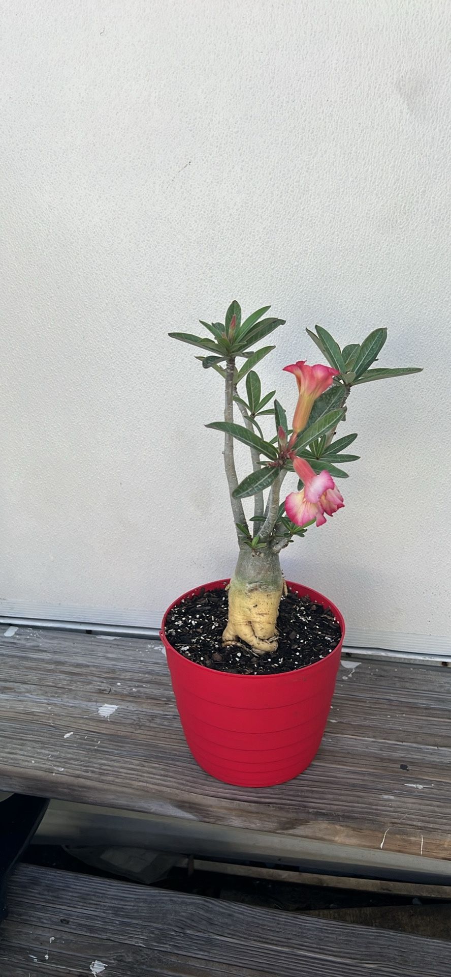 Desert Rose. Rosa Del Desierto