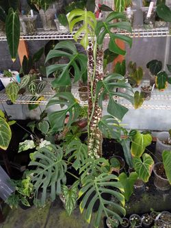 Monstera sierrana Mexican form