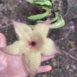 Stapelia Starfish Blooming Big Flower Plant, In 6 Inch Pot Pick Up Only