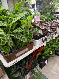 Plants Sale🌿$5 each