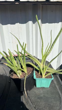 Aloe Vera Baby Plants.