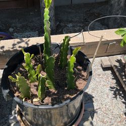 Dragon Fruit Plant