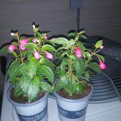 Fushia Plants 12 Each