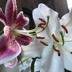 Large Asiatic Lilies — Buds, Flowers or Plant