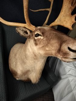 Caribou shoulder mount taxidermy