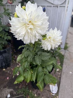 Dhalia Blooming Outdoor Partial Shade Plant, In 5 Gallóns Pot Pick Up Only