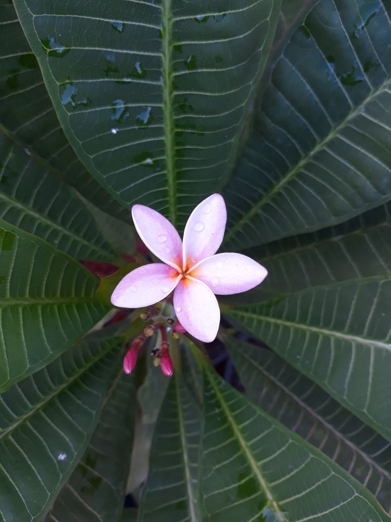 Light pink Noid plumeria