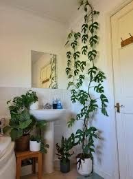 Mini Monstera Rhaphidophora tetrasperma houseplant
