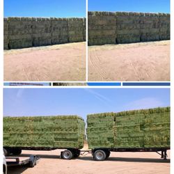 Alfalfa 15 Bermuda 16