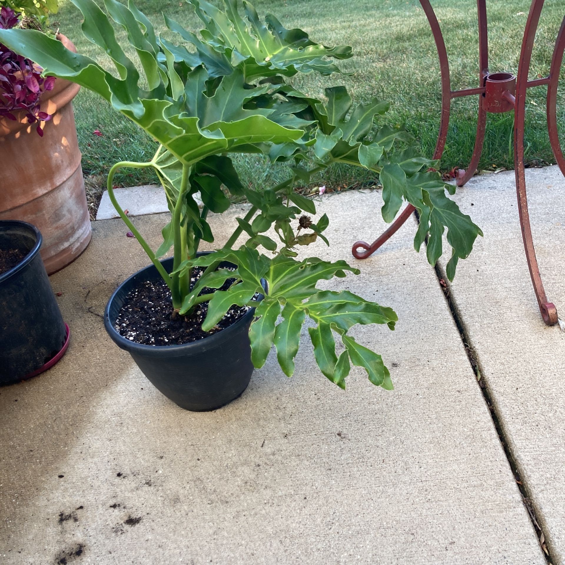 Lacy tree Philodendron