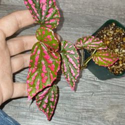 Begonia Negrosensis