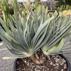 Aloe Fan In 15 Gallon Tub $125 Each 